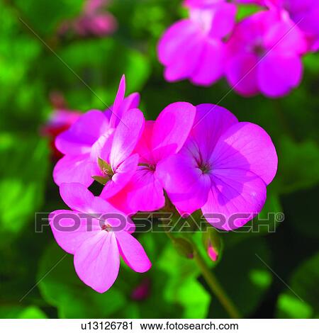 Blossoms, flowers, plant, blossom, plants, flower View Large Photo Image Stock Image - Blossoms, flowers, plant, blossom, plants, flower. Fotosearch