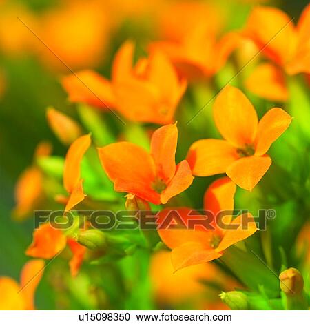 Stock Image - Blossoms, plants, flower, plant, blossom, flowers. Fotosearch