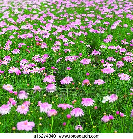 Blossoms, plants, plant, flowers, blossom, flower, cosmos View Large Photo Image Stock Image - Blossoms, plants, plant, flowers, blossom, flower, cosmos. Fotosearch