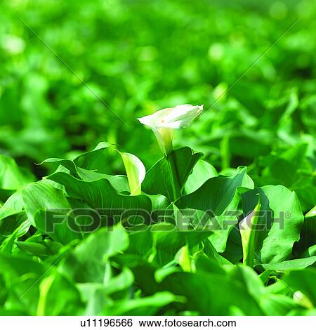 Stock Photograph - calla lily, flower, flowers, angiosperm, Blossoms, plants, blossom. Fotosearch