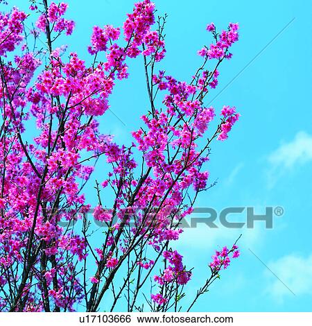 cherry blossom, plants, clouds, flowers, skies, flower, sky View Large Photo Image Stock Photograph - cherry blossom, plants, clouds, flowers, skies, flower, sky. Fotosearch