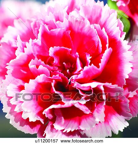 Stock Photo - flower, Blossoms, carnation, flowers, caranations, plant, plants. Fotosearch