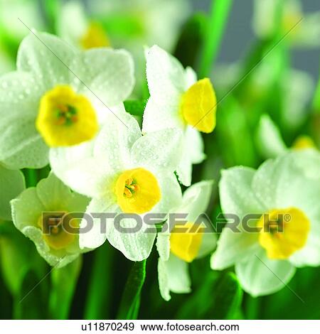 Stock Photo - flower, Blossoms, narcissus, lily order, plants, narcissi, angiosperm. Fotosearch