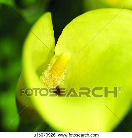 flower, Blossoms, plants, calla lily, plant, flowers, angiosperm View Large Photo Image Stock Photograph - flower, Blossoms, plants, calla lily, plant, flowers, angiosperm. Fotosearch