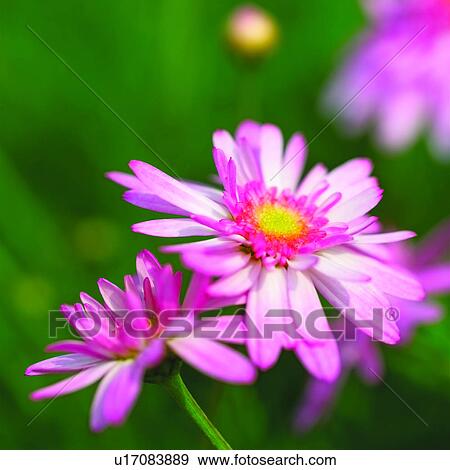 flower, cosmoses, flowers, cosmos, plant, Blossoms View Large Photo Image Stock Photo - flower, cosmoses, flowers, cosmos, plant, Blossoms. Fotosearch