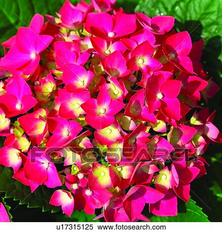 flower, plant, blossom, flowers, Blossoms, plants View Large Photo Image Stock Photography - flower, plant, blossom, flowers, Blossoms, plants. Fotosearch