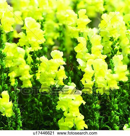 Stock Image - flower, plant, Blossoms, plants, blossom, flowers. Fotosearch