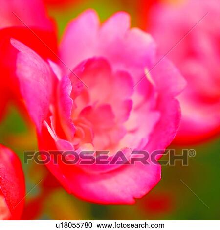 flower, plant, flowers, blossom, Blossoms, plants View Large Photo Image Stock Image - flower, plant, flowers, blossom, Blossoms, plants. Fotosearch
