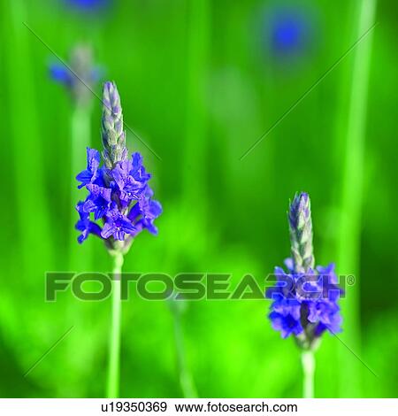 Stock Photo - flower, plant, plants, lavender, blossom, flowers, Blossoms. Fotosearch
