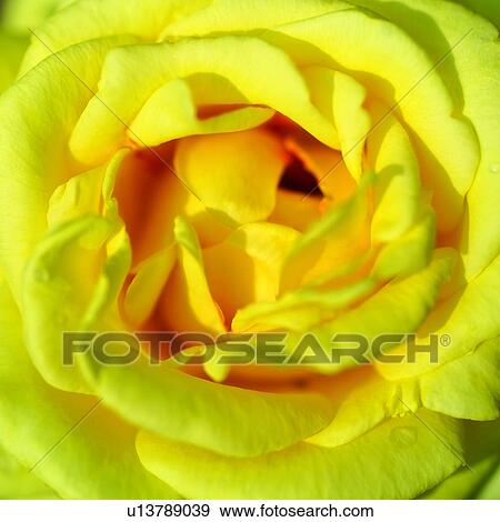 Stock Photo - flower, plants, plant, flowers, Blossoms, blossom. Fotosearch