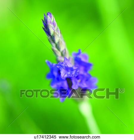 flower, purple, lavender, flowers, blossom, herb View Large Photo Image Stock Photography - flower, purple, lavender, flowers, blossom, herb. Fotosearch