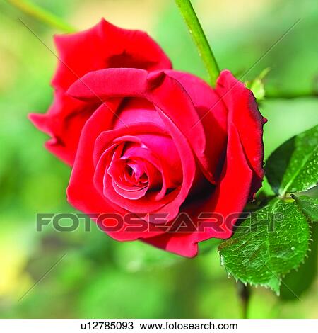 flower, roses, blossom, flowers, red, plants, rose View Large Photo Image Stock Image - flower, roses, blossom, flowers, red, plants, rose. Fotosearch