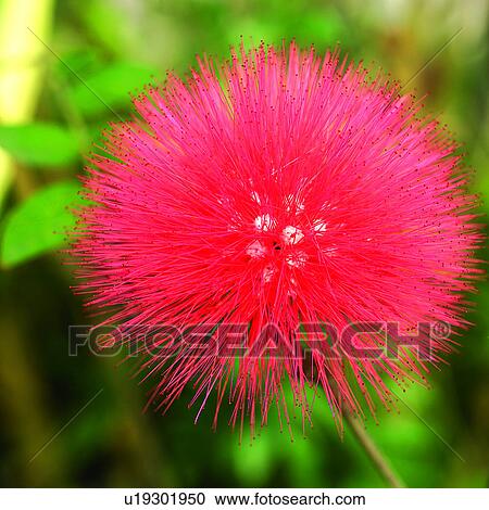 flowers, blossom, Blossoms, plant, plants, flower View Large Photo Image Stock Image - flowers, blossom, Blossoms, plant, plants, flower. Fotosearch
