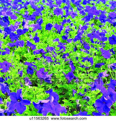 flowers, blossom, plant, flower, plants, Blossoms View Large Photo Image Stock Photography - flowers, blossom, plant, flower, plants, Blossoms. Fotosearch
