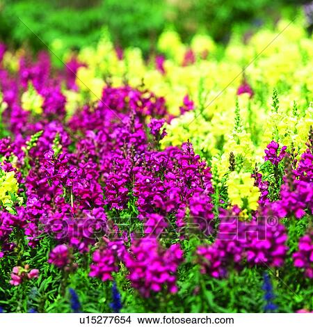 Picture - flowers, Blossoms, plant, plants, flower, blossom. Fotosearch