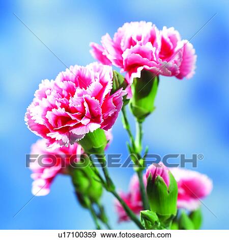 Stock Photo - flowers, Blossoms, plants, flower, blossom, plant, carnation. Fotosearch