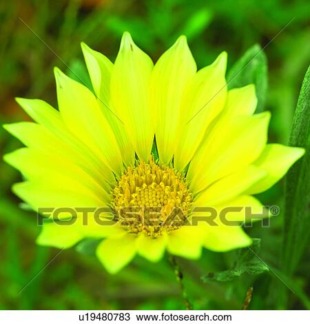 Stock Image - flowers, flower, blossom, plants, plant, Blossoms. Fotosearch