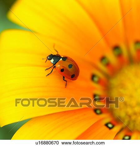 Stock Image - flowers, flower, gerbera, insects, plant, insect, Blossoms. Fotosearch