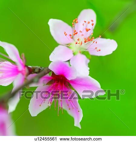flowers, flower, plants, blossom, plant, Blossoms View Large Photo Image Stock Image - flowers, flower, plants, blossom, plant, Blossoms. Fotosearch
