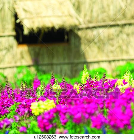 flowers, plant, plants, flower, Blossoms, blossom View Large Photo Image Stock Image - flowers, plant, plants, flower, Blossoms, blossom. Fotosearch