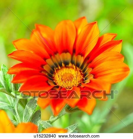 gerbera daisies, blossom, gerbera daisy, flowers, Blossoms, gerbera, flower View Large Photo Image Stock Image - gerbera daisies, blossom, gerbera daisy, flowers, Blossoms, gerbera, flower. Fotosearch