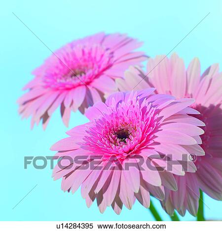 gerbera daisies, plant, gerbera, gerbera daisy, flowers, flower View Large Photo Image Stock Photography - gerbera daisies, plant, gerbera, gerbera daisy, flowers, flower. Fotosearch