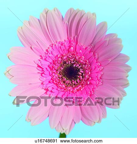 gerbera daisies, plants, pink, flowers, flower, Blossoms View Large Photo Image Stock Image - gerbera daisies, plants, pink, flowers, flower, Blossoms. Fotosearch