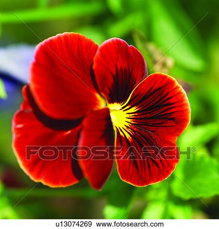 Pensées Fleur Usines Fleur Drapeau Tricolore Alto Pensée Fleurs Banque De Photo