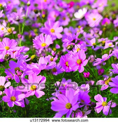 plant, blossom, flower, flowers, plants, Blossoms, cosmoses View Large Photo Image Picture - plant, blossom, flower, flowers, plants, Blossoms, cosmoses. Fotosearch