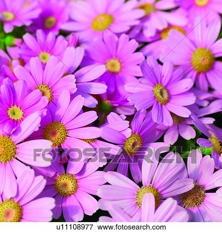 plant, cosmos, Blossoms, flower, blossom, plants View Large Photo Image Stock Photo - plant, cosmos, Blossoms, flower, blossom, plants. Fotosearch