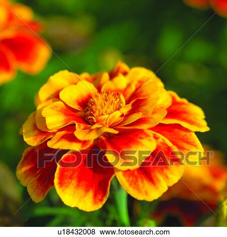 plant, flower, blossom, flowers, Blossoms, plants View Large Photo Image Stock Photo - plant, flower, blossom, flowers, Blossoms, plants. Fotosearch