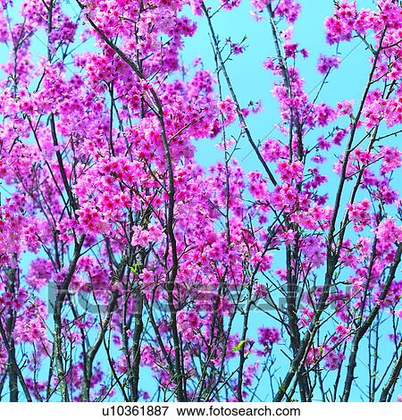 plant, flowers, cherry blossom, flower, Blossoms, cherry blossoms View Large Photo Image Stock Photo - plant, flowers, cherry blossom, flower, Blossoms, cherry blossoms. Fotosearch