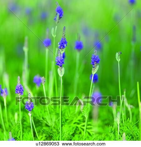 plant, plants, Blossoms, flower, flowers, lavender, herb View Large Photo Image Stock Image - plant, plants, Blossoms, flower, flowers, lavender, herb. Fotosearch