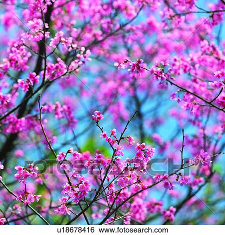 plant, plants, flower, blossom, flowers, cherry blossom View Large Photo Image Stock Photograph - plant, plants, flower, blossom, flowers, cherry blossom. Fotosearch