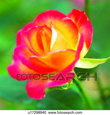 plant, plants, flower, flowers, roses, blossom View Large Photo Image Stock Image - plant, plants, flower, flowers, roses, blossom. Fotosearch