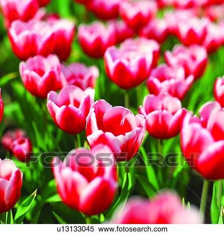 plant, plants, flowers, Blossoms, tulip, red, tulips View Large Photo Image Stock Photography - plant, plants, flowers, Blossoms, tulip, red, tulips. Fotosearch