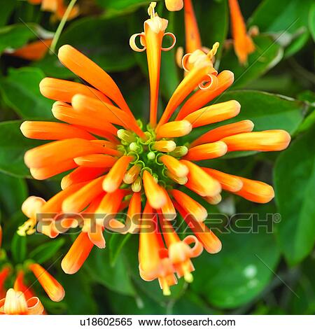 Stock Photography - plants, blossom, Blossoms, flower, flowers, plant. Fotosearch