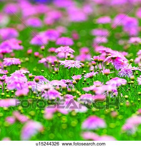 Stock Photograph - plants, blossom, flower, flowers, plant, Blossoms. Fotosearch