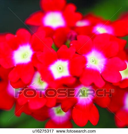 plants, Blossoms, blossom, plant, flowers, flower View Large Photo Image Stock Photo - plants, Blossoms, blossom, plant, flowers, flower. Fotosearch