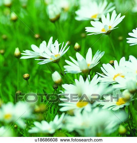 Stock Photo - plants, Blossoms, daisy, flowers, daisies, white, flower. Fotosearch