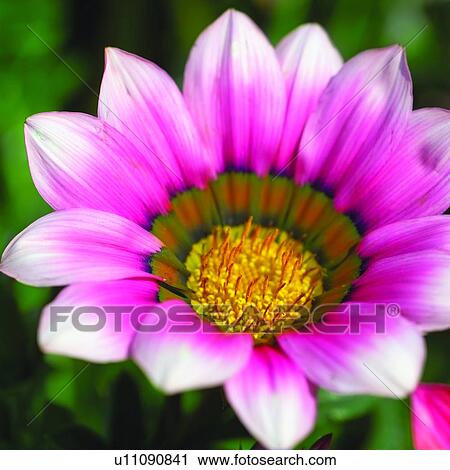 plants, Blossoms, flowers, blossom, plant, flower View Large Photo Image Stock Image - plants, Blossoms, flowers, blossom, plant, flower. Fotosearch