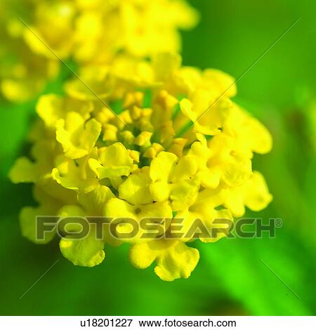 plants, flowers, Blossoms, flower, plant, blossom View Large Photo Image Stock Photo - plants, flowers, Blossoms, flower, plant, blossom. Fotosearch