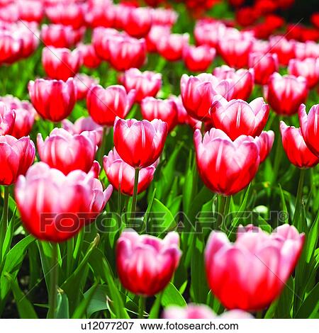plants, flowers, plant, tulips, Blossoms, blossom, red View Large Photo Image Stock Photo - plants, flowers, plant, tulips, Blossoms, blossom, red. Fotosearch