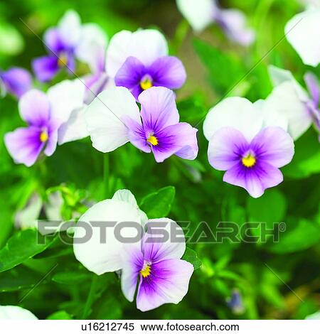 plants, plant, flower, flowers, Blossoms, blossom View Large Photo Image Stock Photography - plants, plant, flower, flowers, Blossoms, blossom. Fotosearch