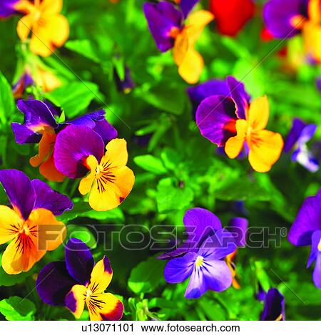 plants, plant, pansies, pansy, flower, Blossoms View Large Photo Image Stock Image - plants, plant, pansies, pansy, flower, Blossoms. Fotosearch
