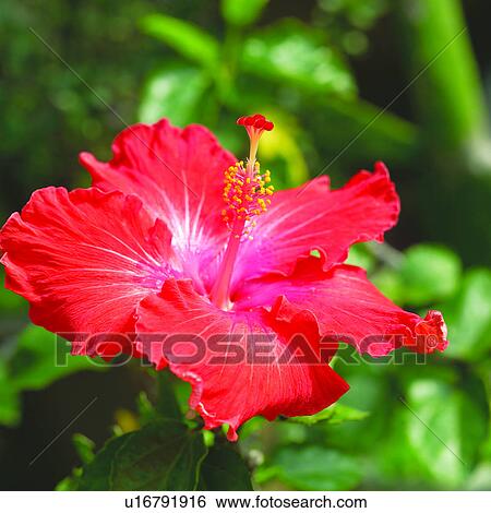 red, Blossoms, hibiscus, flowers, plant, hibiscuses View Large Photo Image Stock Photograph - red, Blossoms, hibiscus, flowers, plant, hibiscuses. Fotosearch