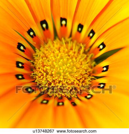 stamens, ladybugs, plants, gerbera daisies, Blossoms, flower, stamen View Large Photo Image Stock Photo - stamens, ladybugs, plants, gerbera daisies, Blossoms, flower, stamen. Fotosearch