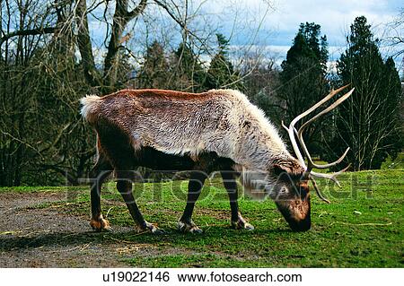 Stock Photograph - Caribous, Grassland, Caribou, Banff, Nature landscape, Wild field, Canada. Fotosearch