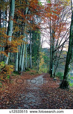 Stock Photography - Forest, Nature landscape, Wild field, Plant, Trees, Plants, Wonder World. Fotosearch
