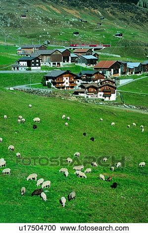Stock Image - Houses, Building, Animals, Meadow, Sheep, Trees, Valleys. Fotosearch
